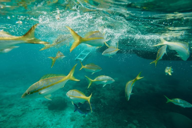 CSACelebration MeredithZimmermanPhotography 71 768x512