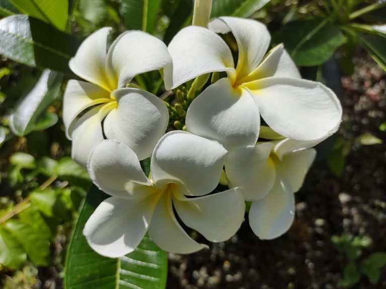 St George Village Botanical Gardens 6 768x574